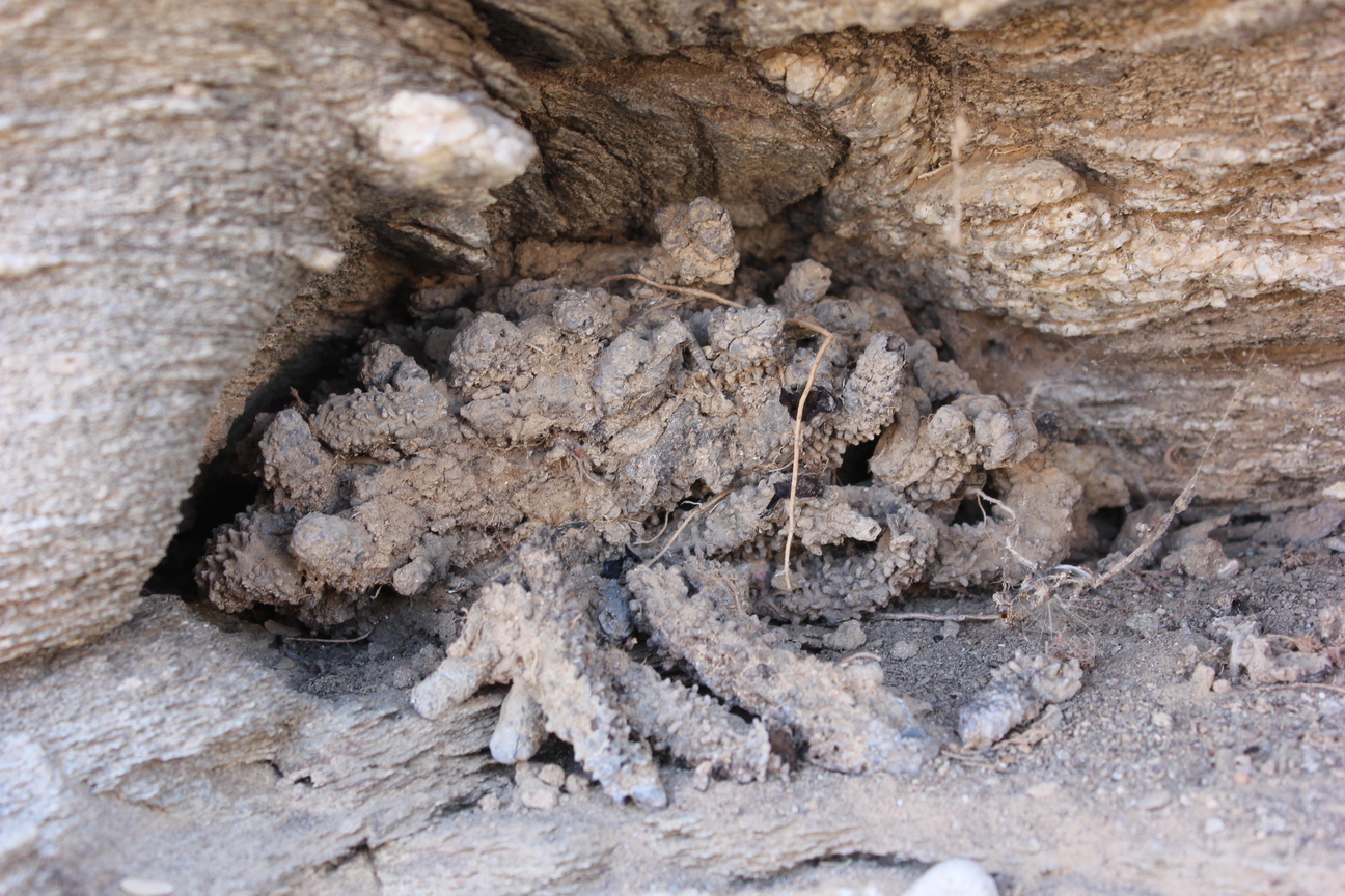 Hydnora arabica Bolin & Musselman